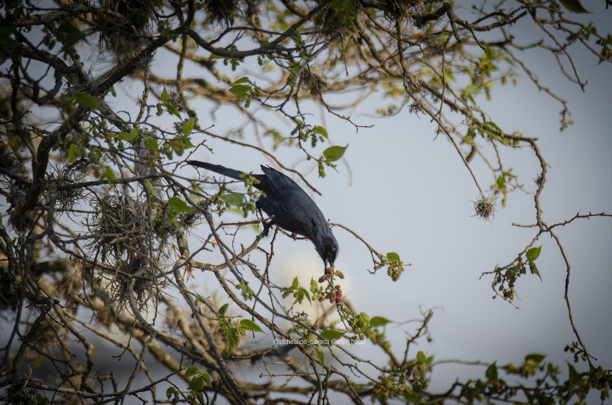 Blue Mockingbird - Alejandro Benítez Aquino