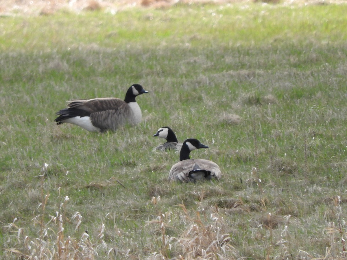 Barnacle Goose - ML617751222