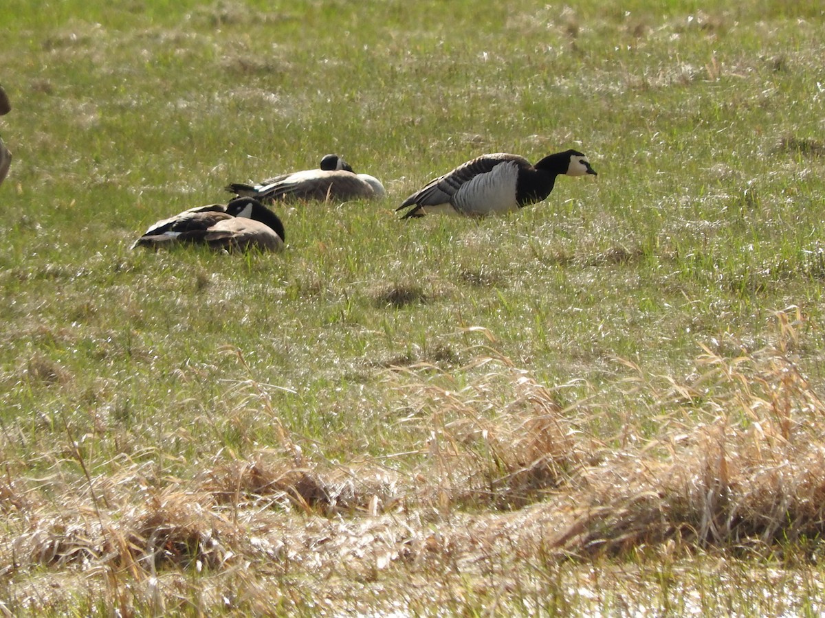 Barnacle Goose - ML617751223