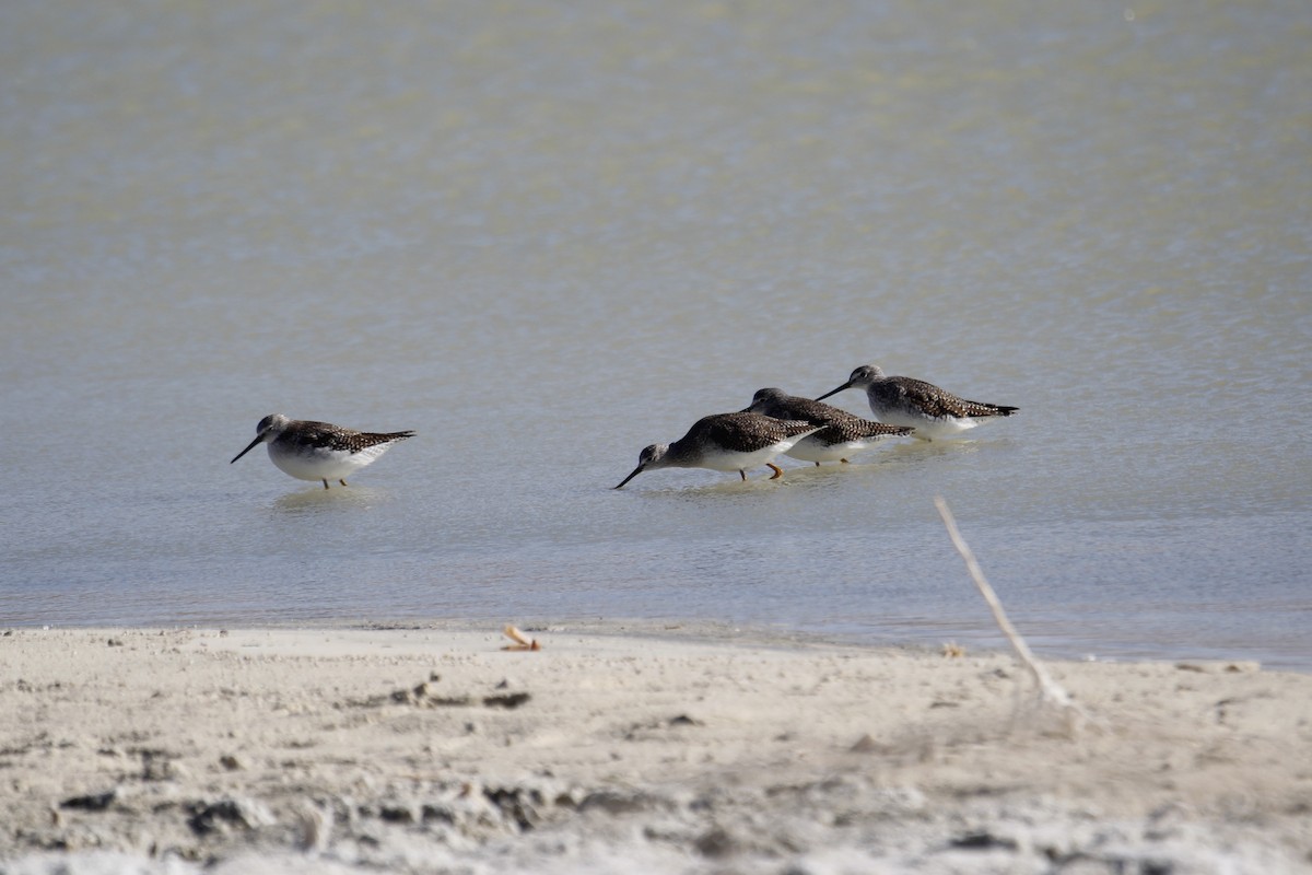 Greater Yellowlegs - Bryce Loschen