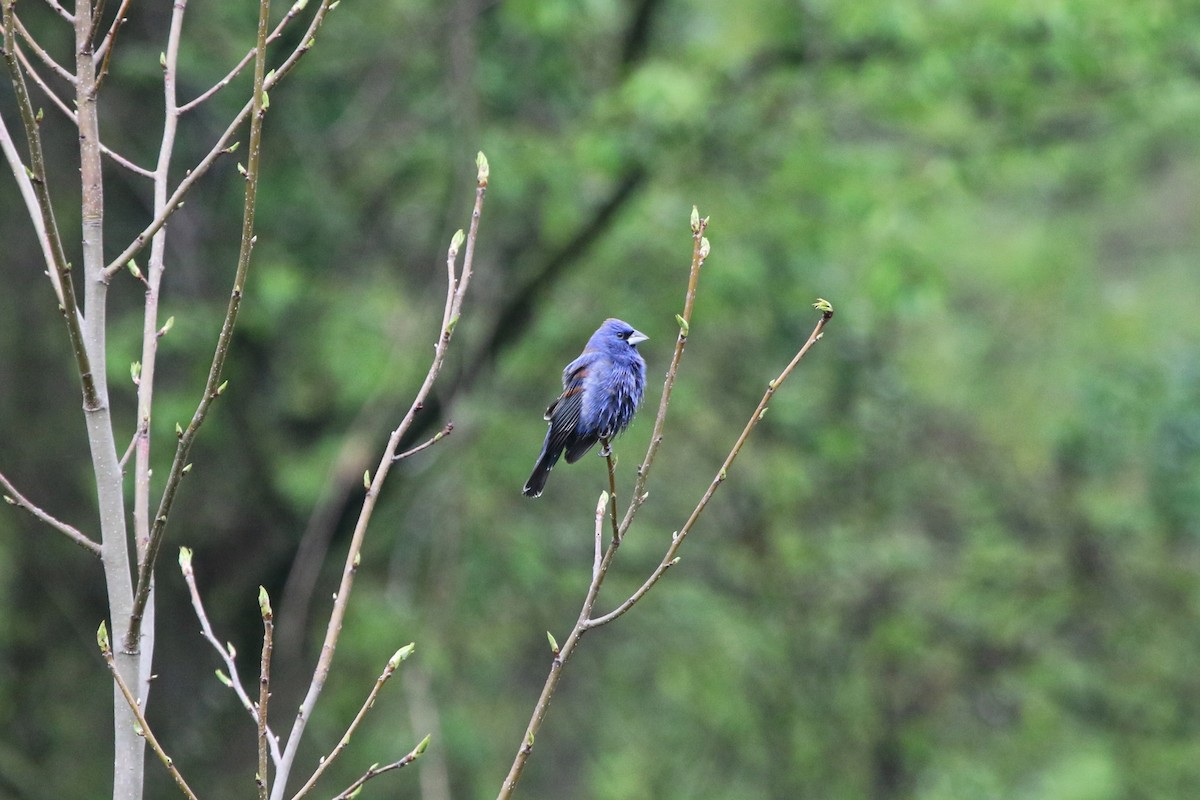 Blue Grosbeak - Sean McCandless