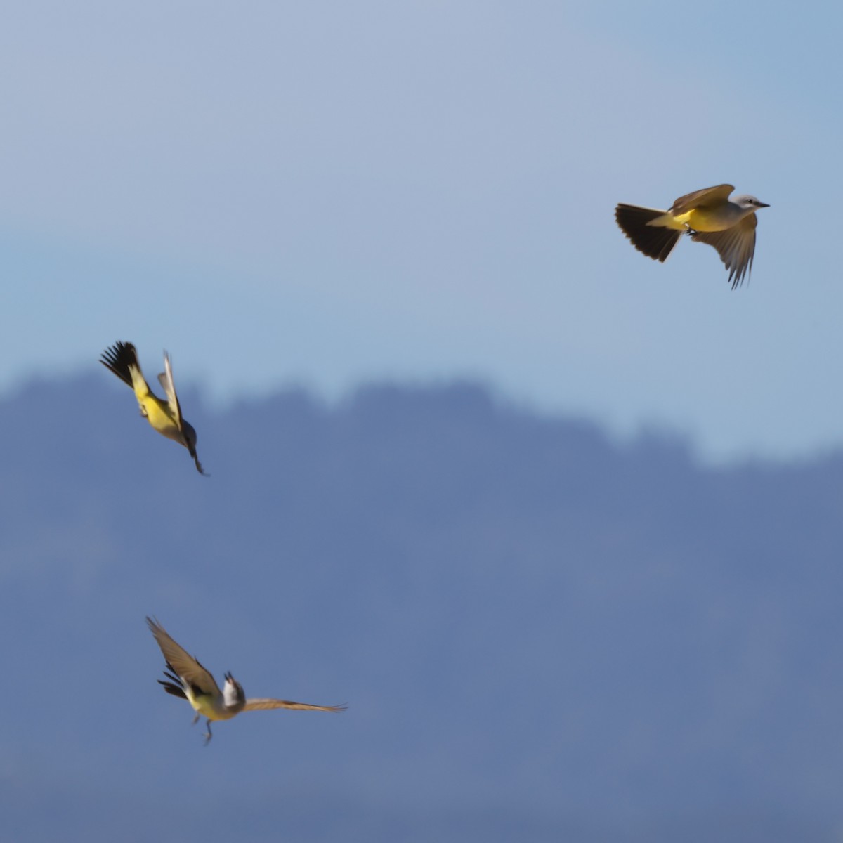 Western Kingbird - ML617751237