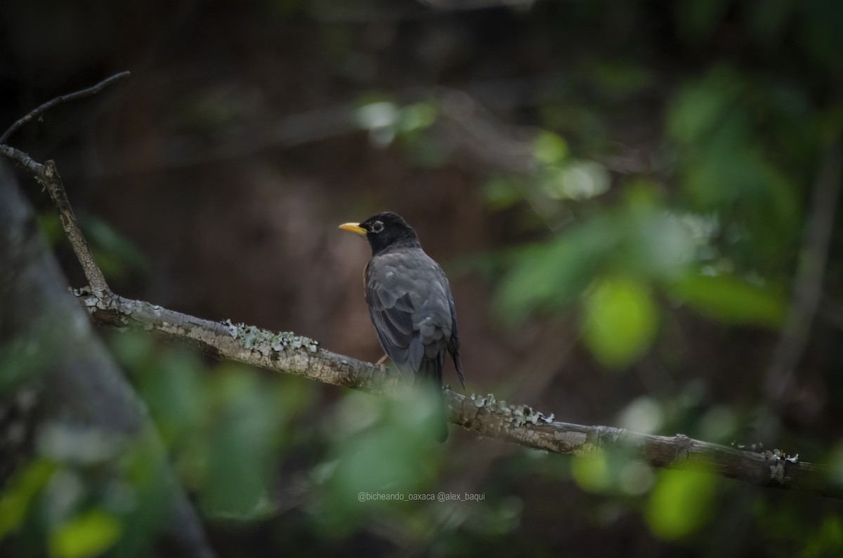 American Robin - ML617751264