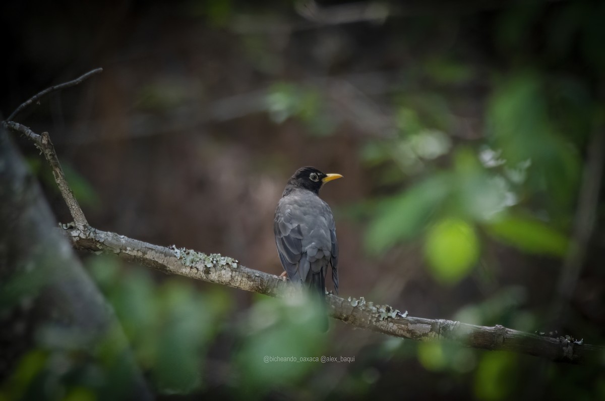 American Robin - ML617751265