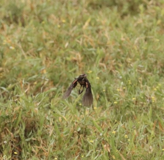 White-browed Meadowlark - Janaina Souza