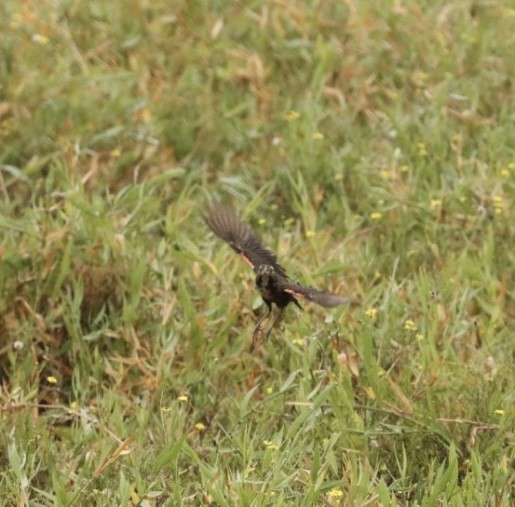 White-browed Meadowlark - Janaina Souza