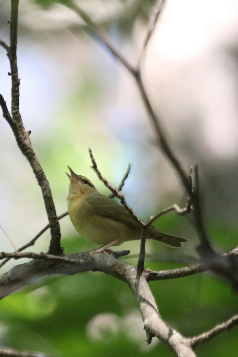 Worm-eating Warbler - Emily Holcomb