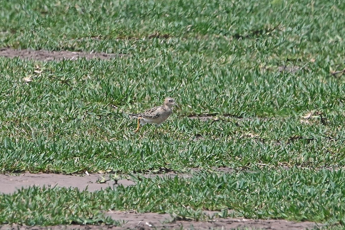 Buff-breasted Sandpiper - ML617751328