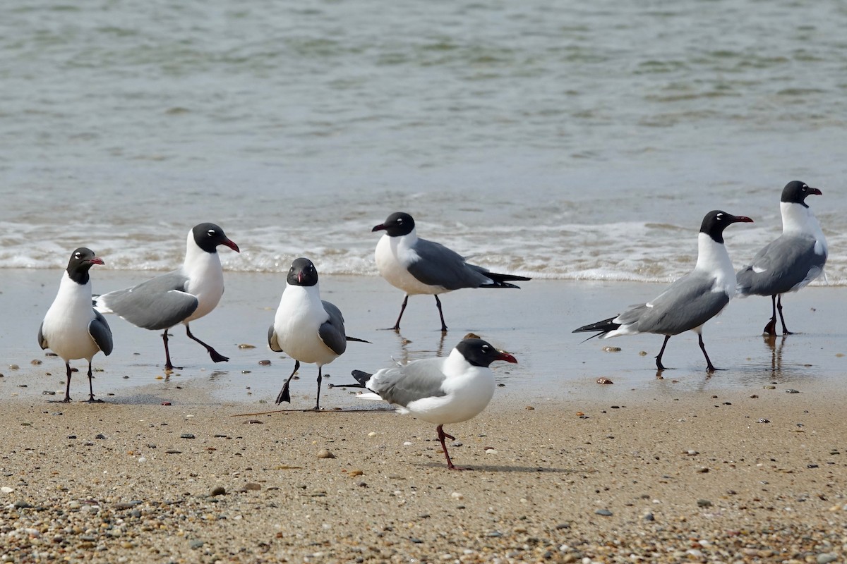 Laughing Gull - ML617751334