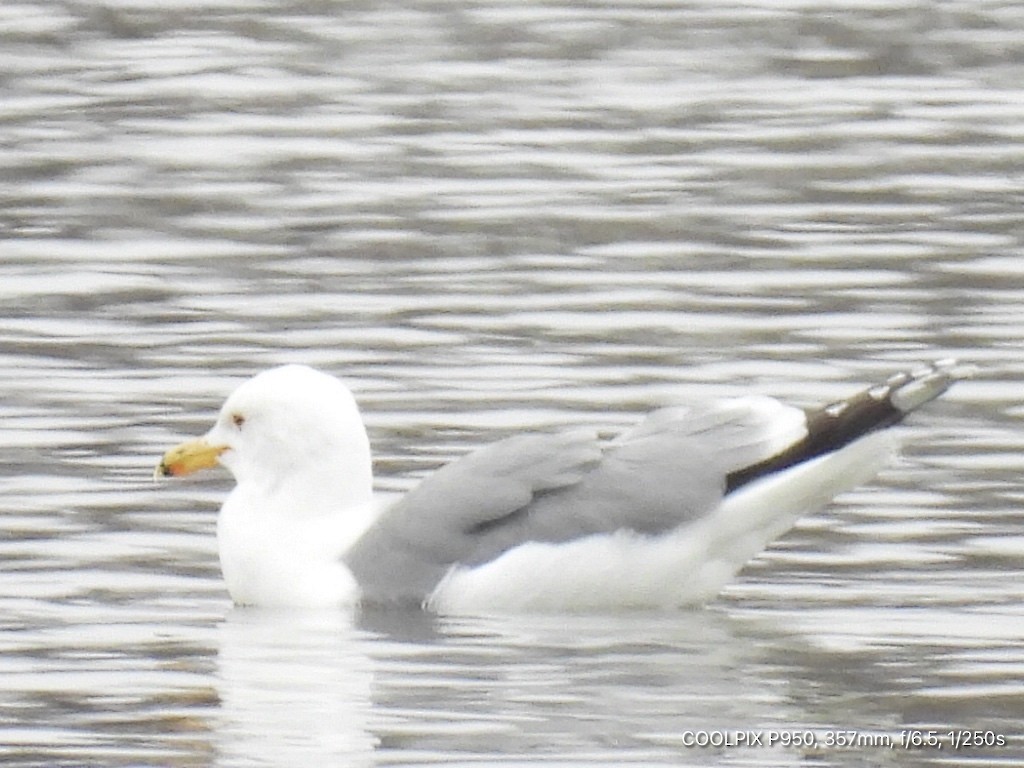 ringnebbmåke - ML617751372