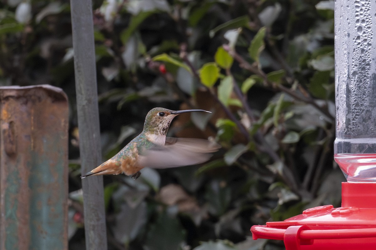 Allen's Hummingbird - Yasuhiko Komatsu