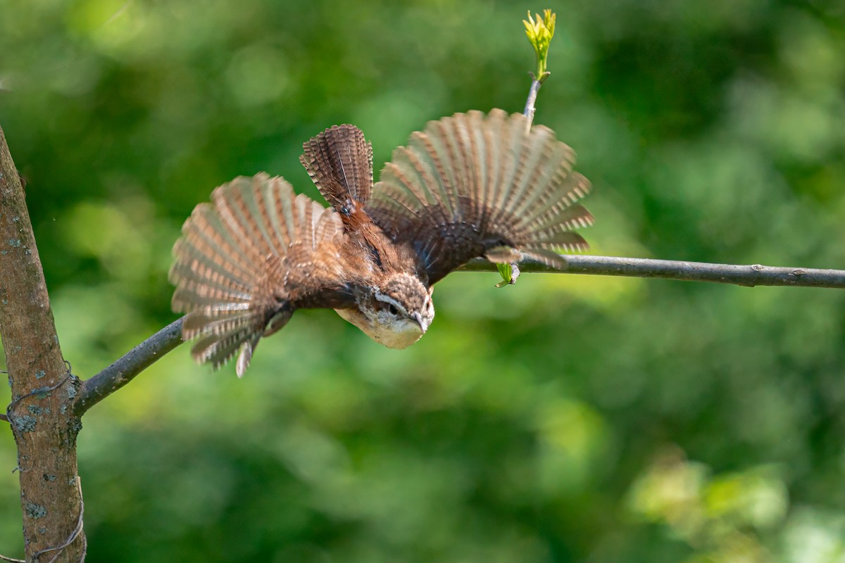 Carolina Wren - Rick Wilhoit