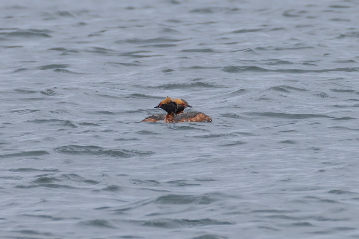 Horned Grebe - ML617751443