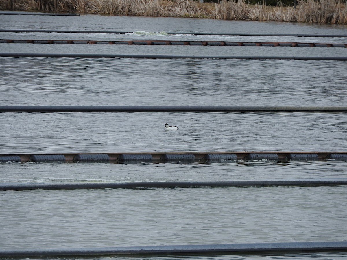 Bufflehead x Common Goldeneye (hybrid) - ML617751454