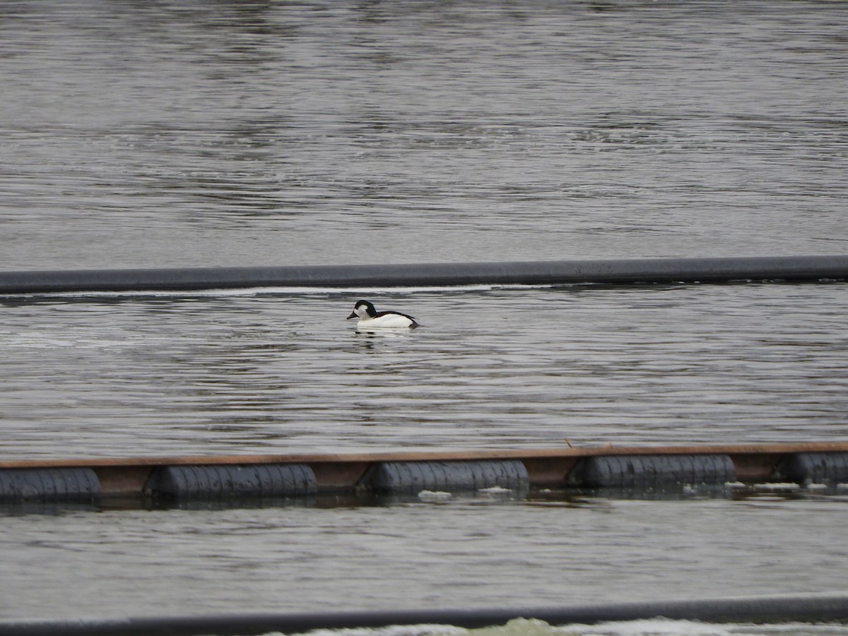 Bufflehead x Common Goldeneye (hybrid) - ML617751455