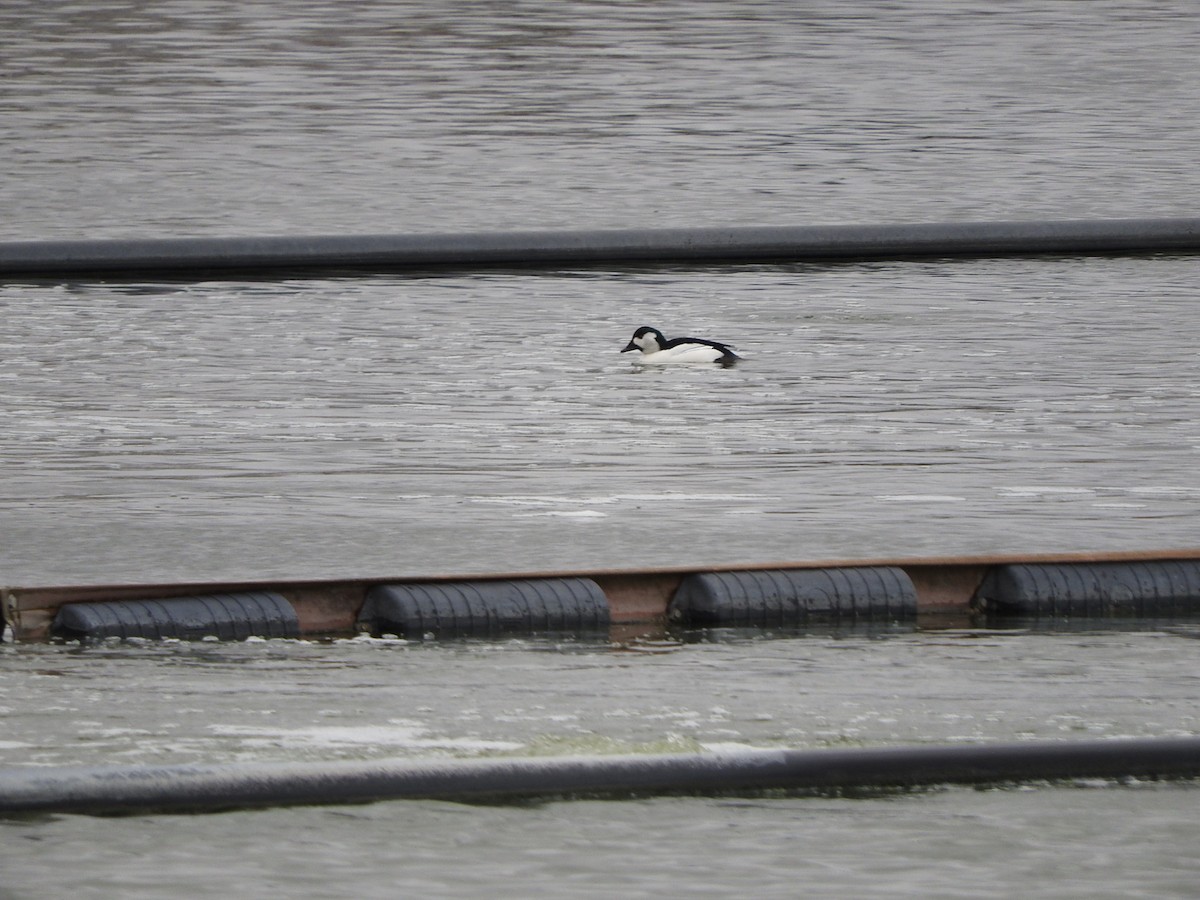 Bufflehead x Common Goldeneye (hybrid) - ML617751459