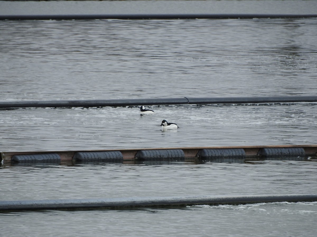 Bufflehead x Common Goldeneye (hybrid) - ML617751460