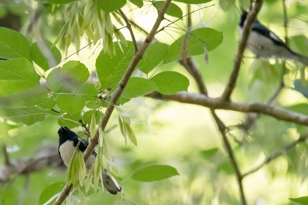 Black-throated Blue Warbler - ML617751508