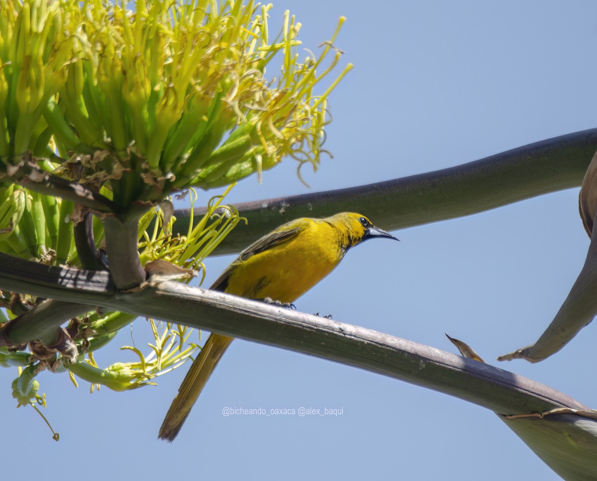 Black-vented Oriole - ML617751516