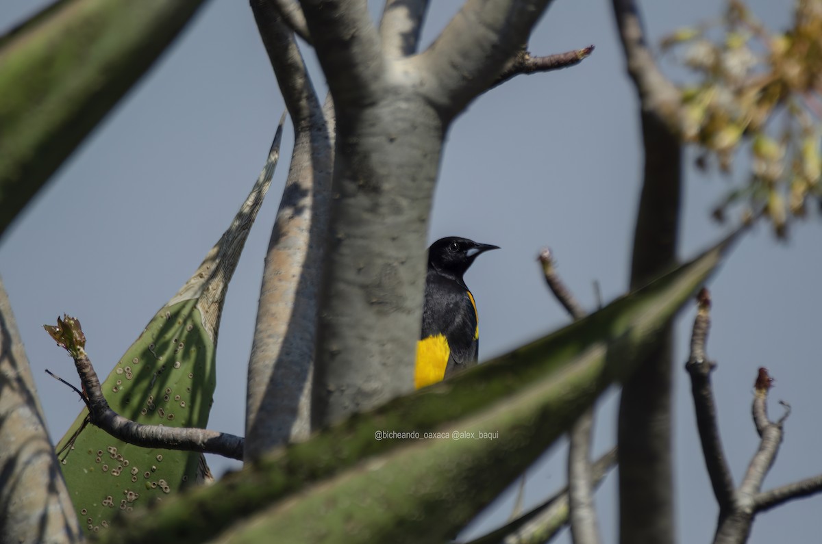 Black-vented Oriole - Alejandro Benítez Aquino