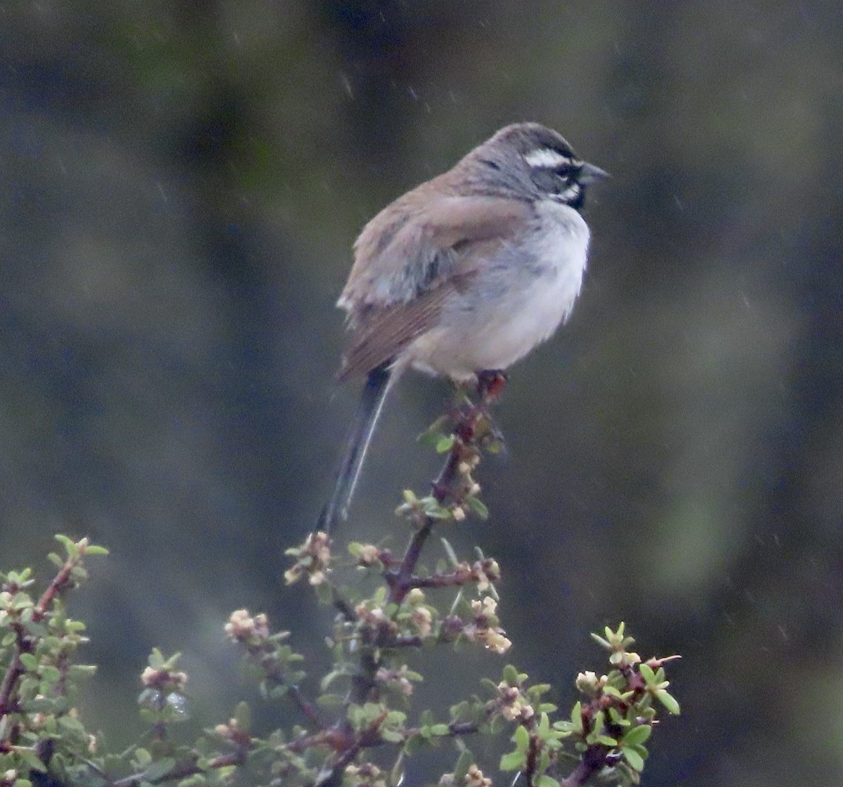 Black-throated Sparrow - ML617751523