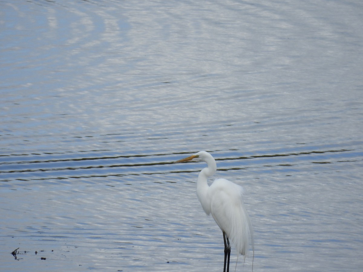 Grande Aigrette - ML617751574