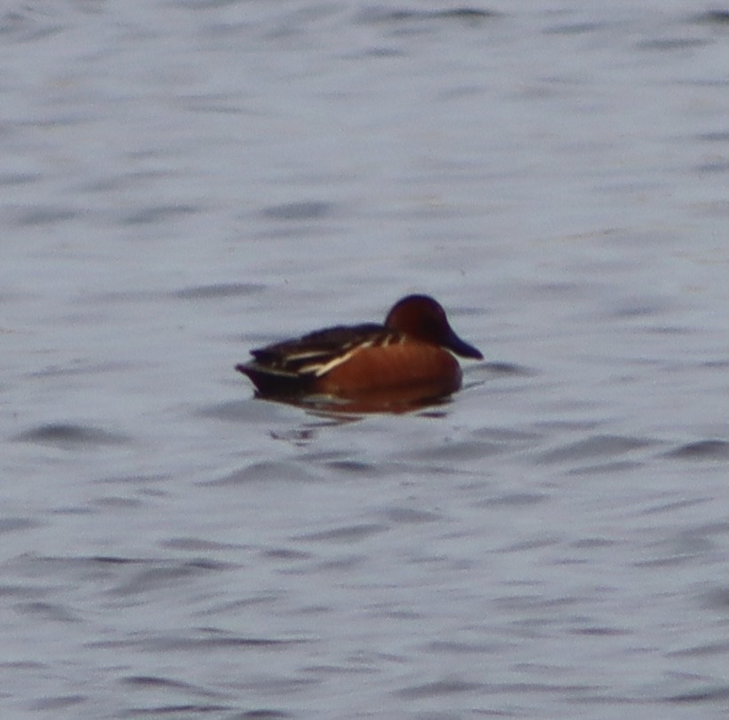 Cinnamon Teal - Don Vroblesky