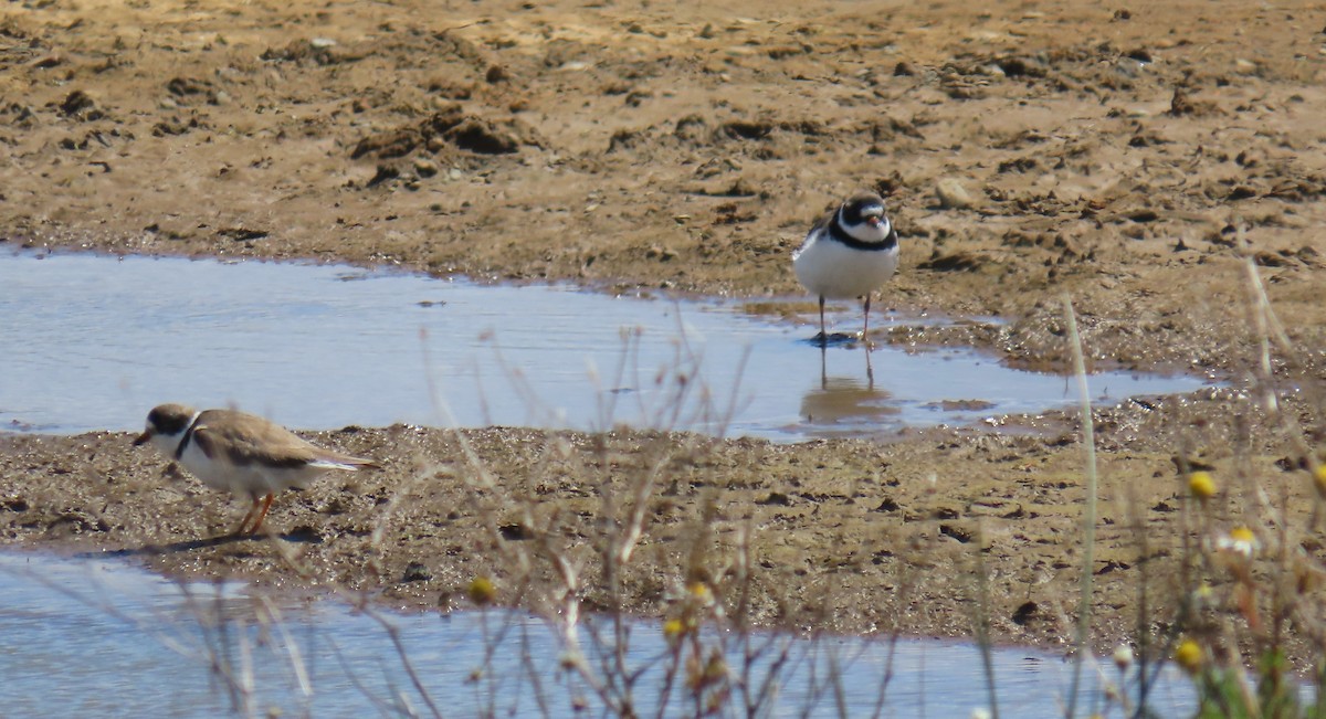 Semipalmated Plover - ML617751616