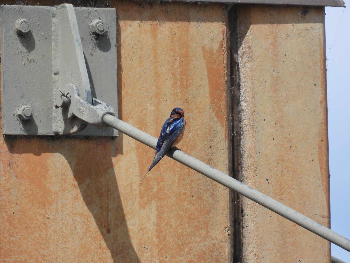 Barn Swallow - ML617751633