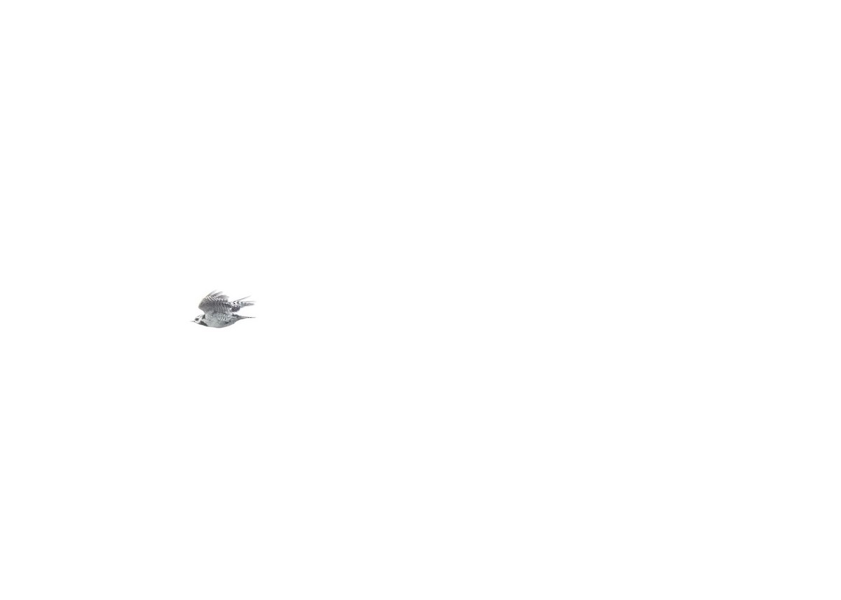 Дятел-смоктун жовточеревий - ML617751666