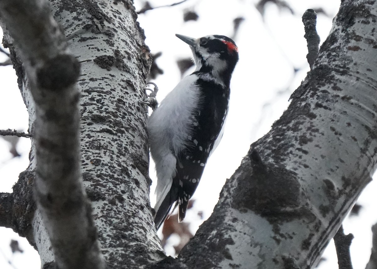 Hairy Woodpecker - ML617751691