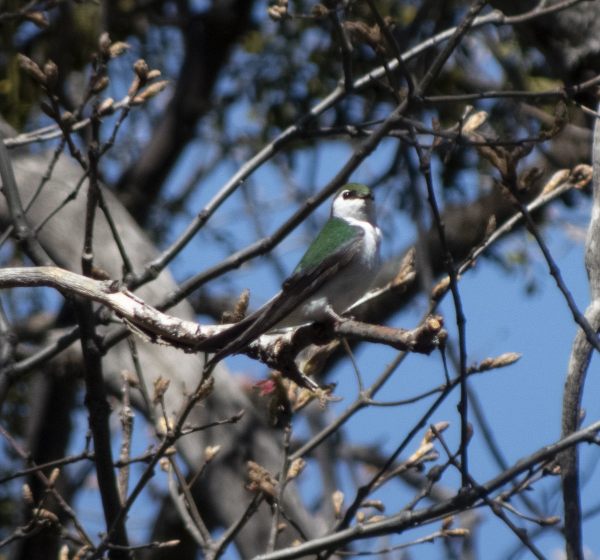 Violet-green Swallow - Audrey E.