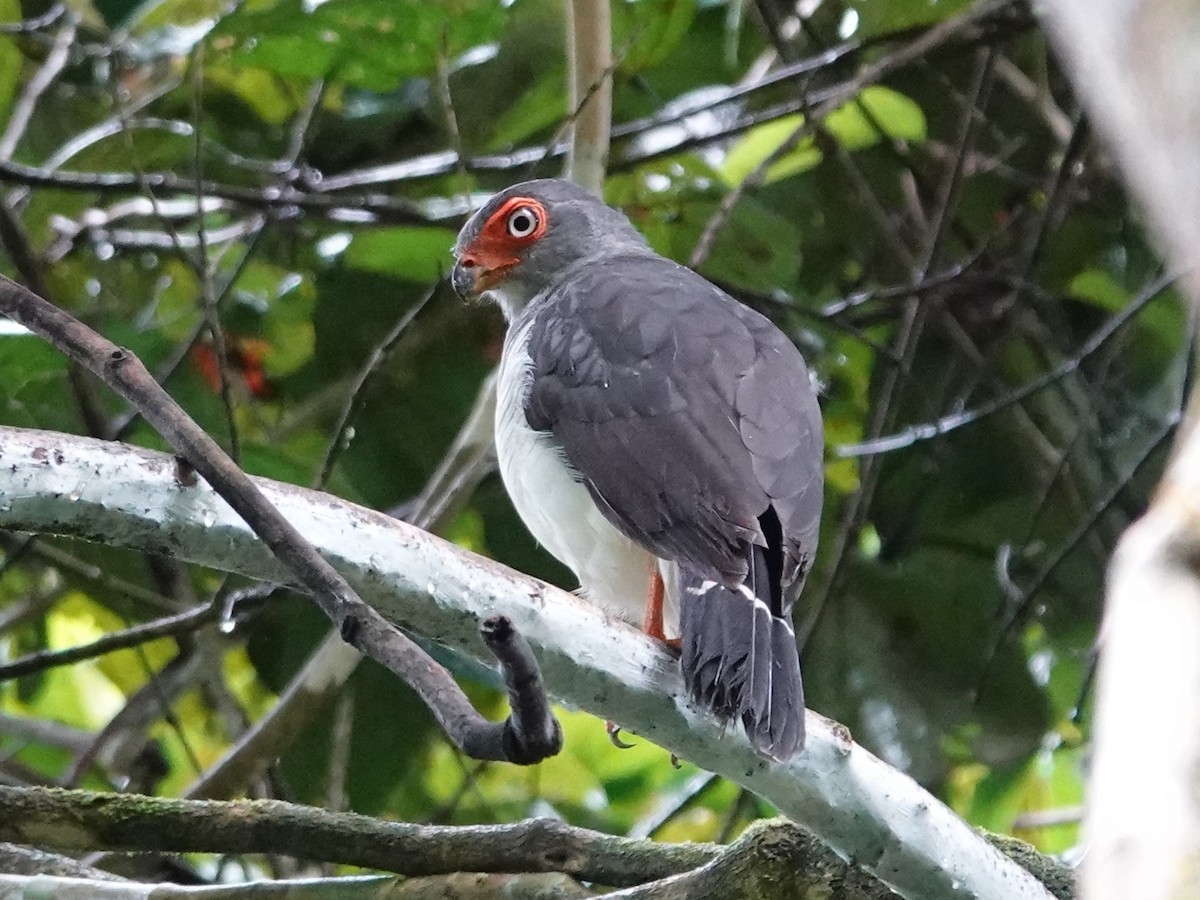 Cryptic Forest-Falcon - ML617751762