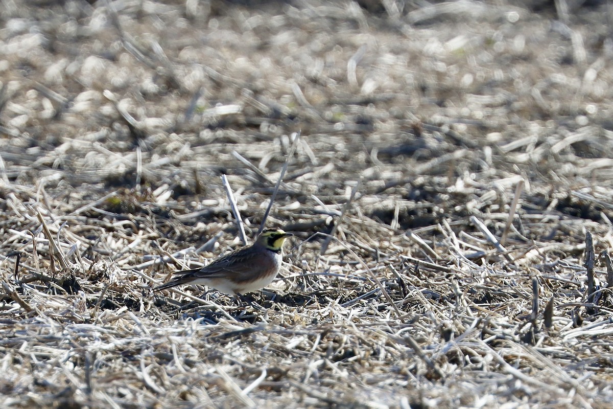 Horned Lark - ML617751769