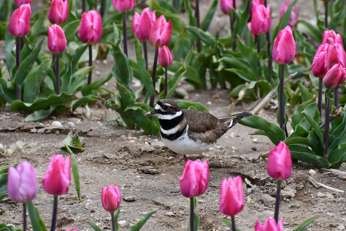 Killdeer - Terri Needham