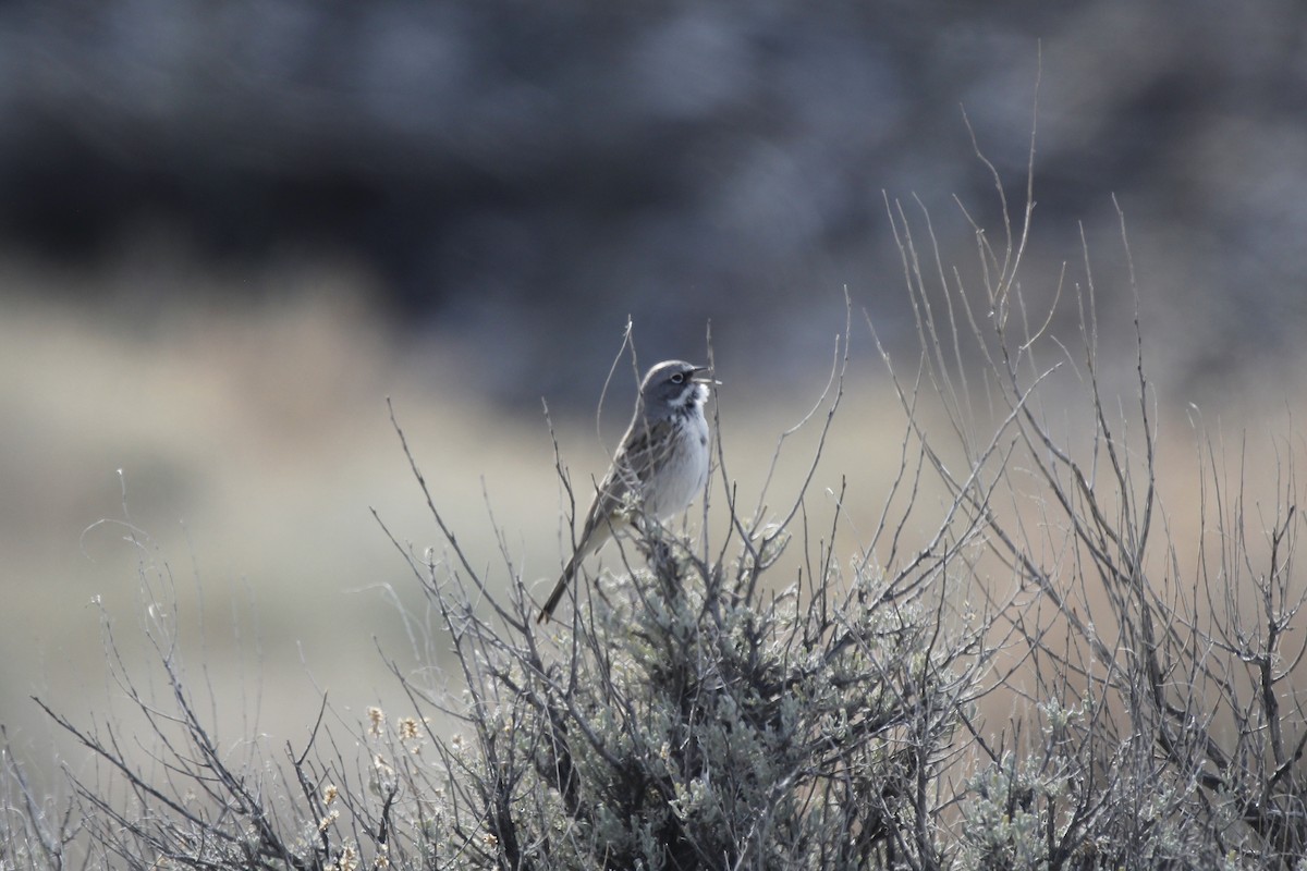 Sagebrush Sparrow - ML617751835