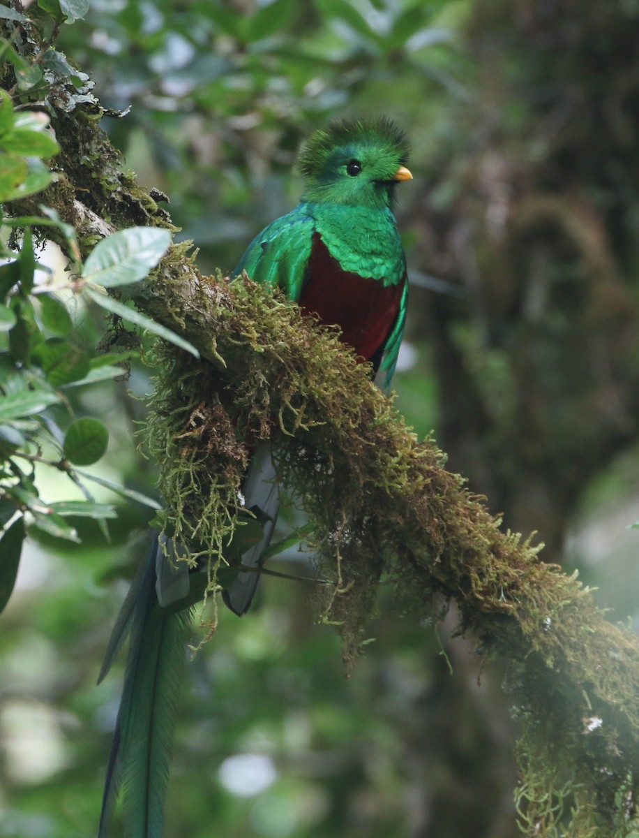 Quetzal resplendissant (costaricensis) - ML617751909