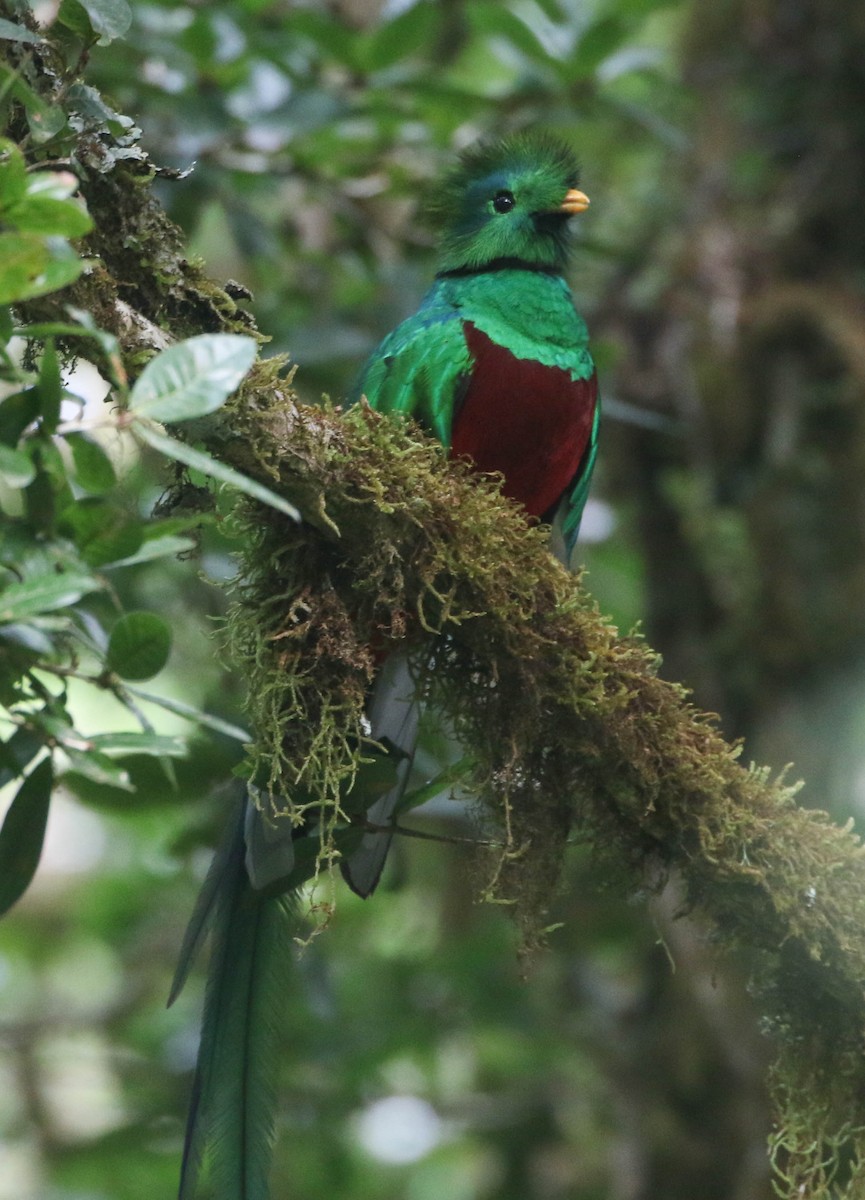 Quetzal resplendissant (costaricensis) - ML617751910