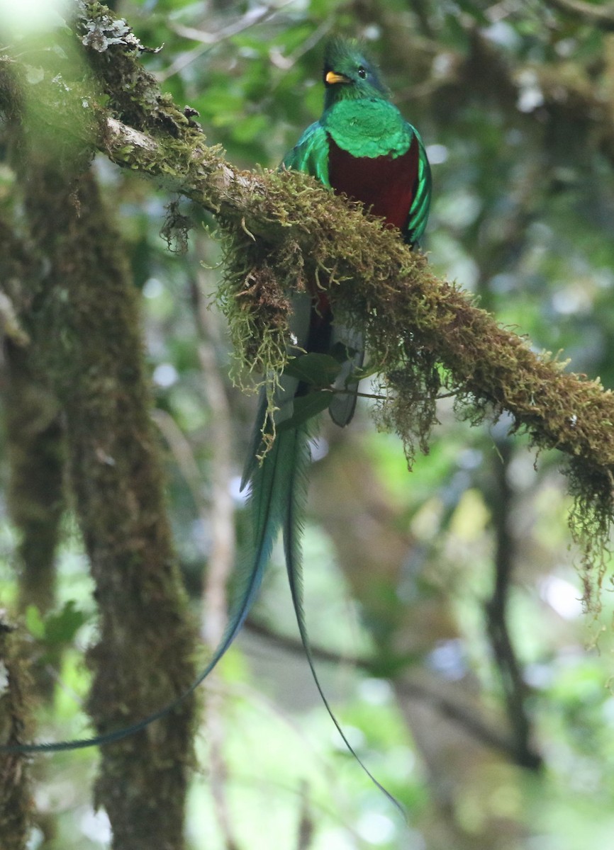 Quetzal resplendissant (costaricensis) - ML617751912