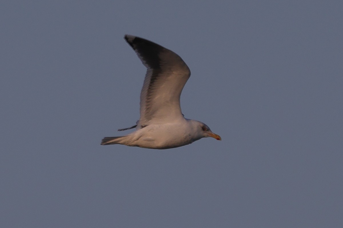 Slaty-backed Gull - ML617751921