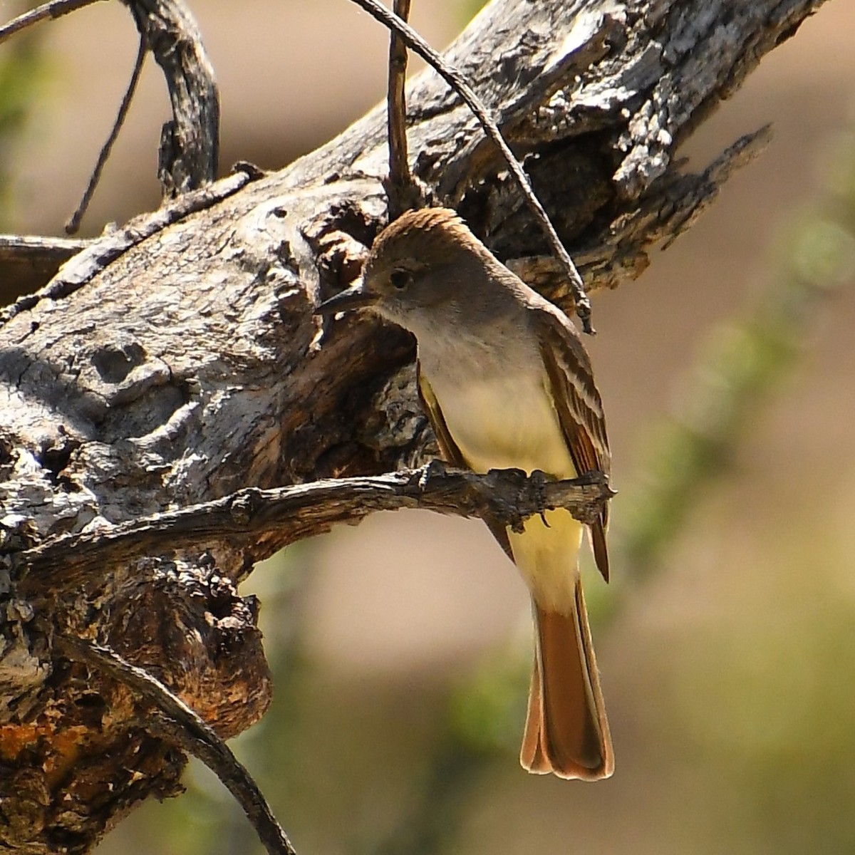 Brown-crested Flycatcher - ML617751936