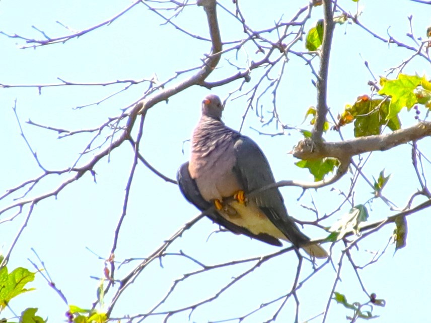 Band-tailed Pigeon - Drew Hatcher