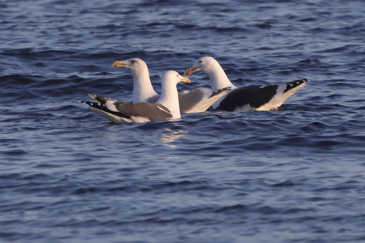 Herring Gull (Vega) - ML617752043