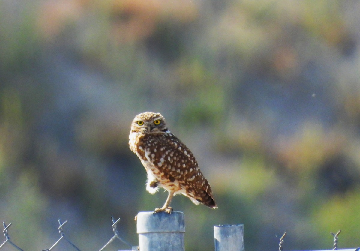 Burrowing Owl - ML617752090