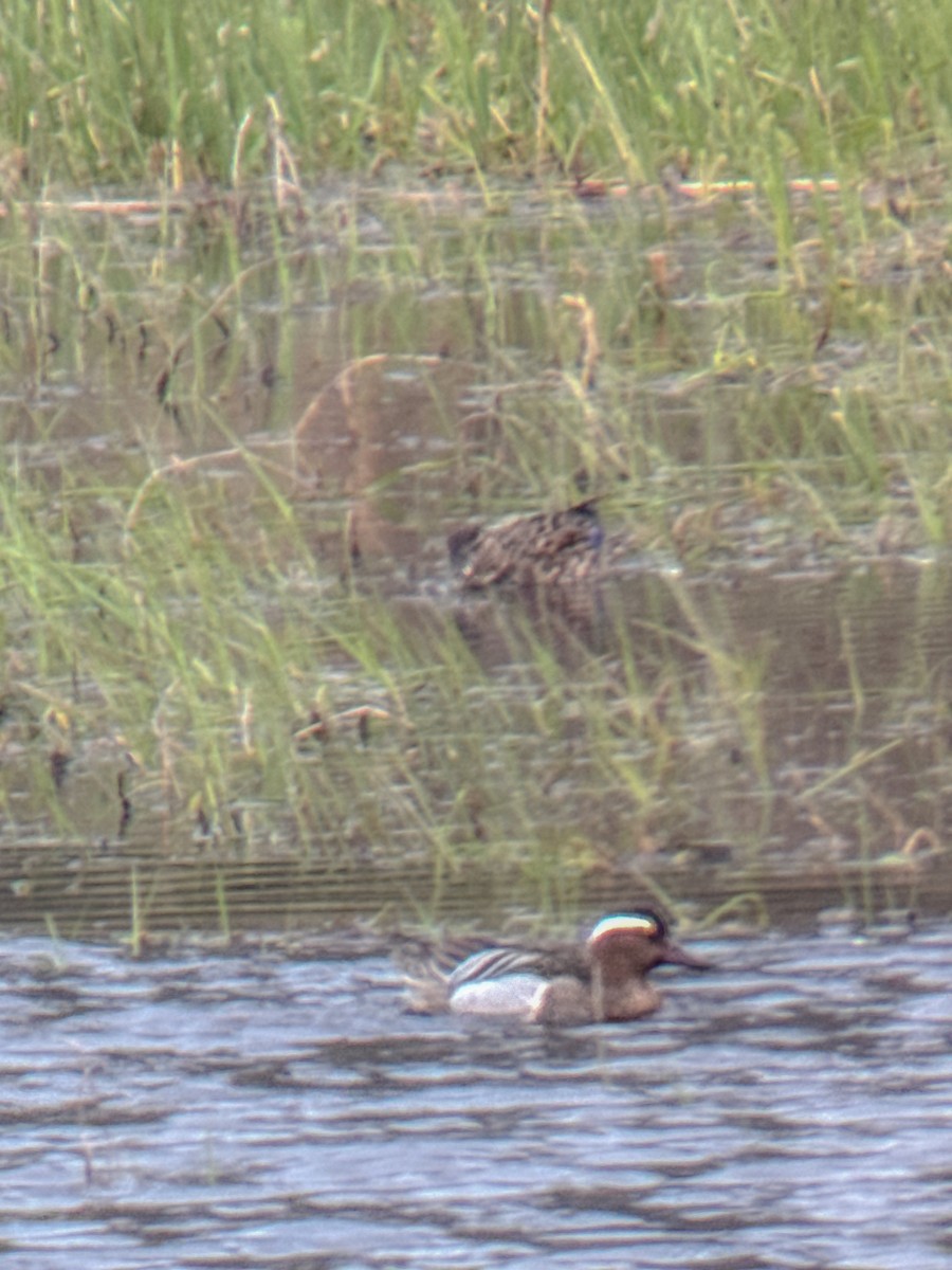 Garganey - MELISSA  SOVAY