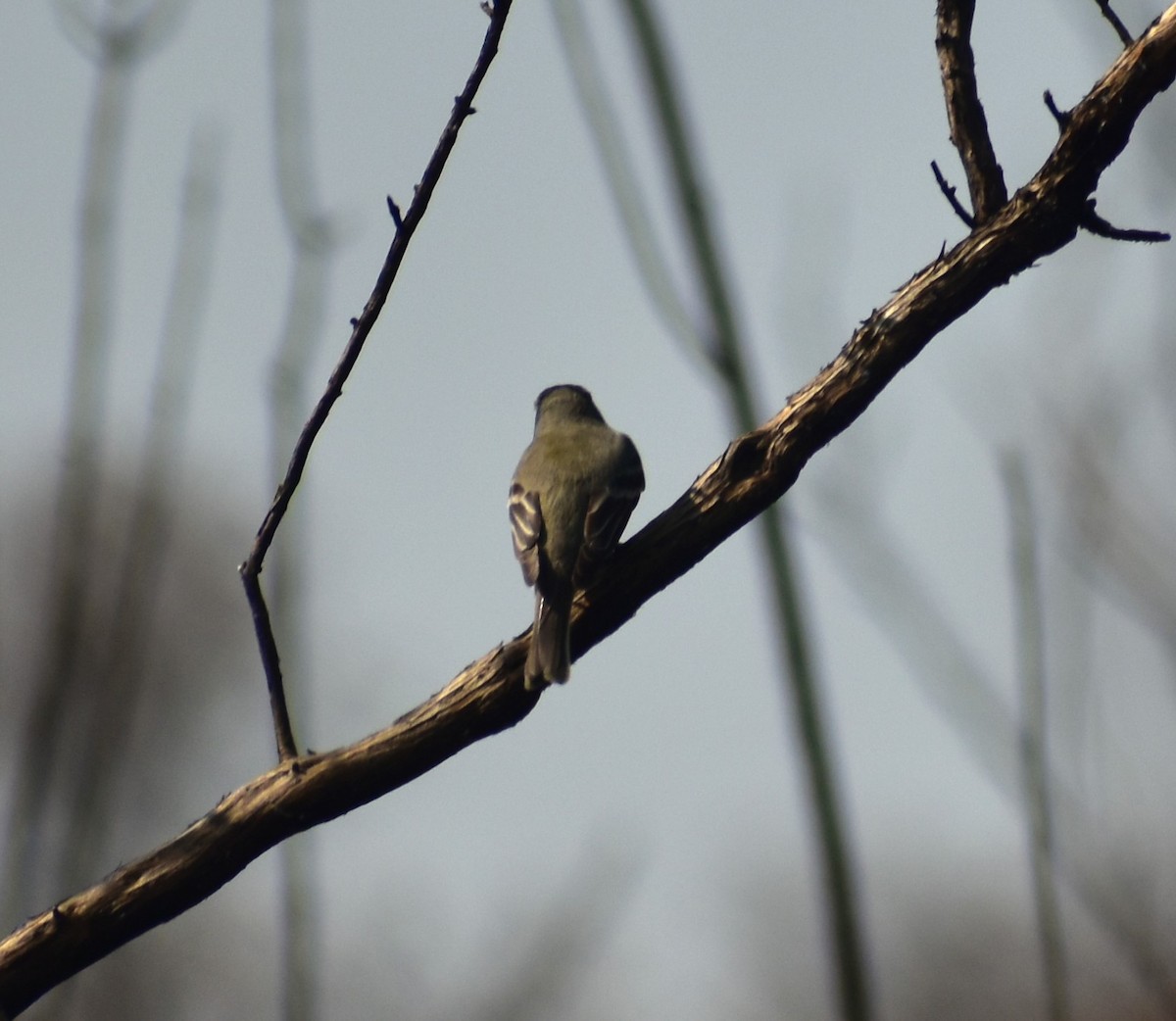 Empidonax sp. - ML617752131