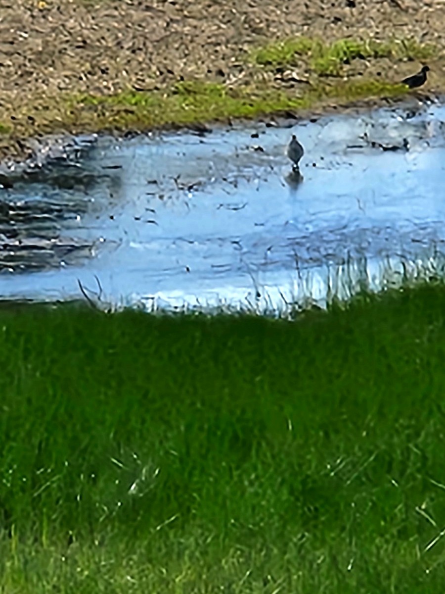 Pectoral Sandpiper - Jarod Hitchings