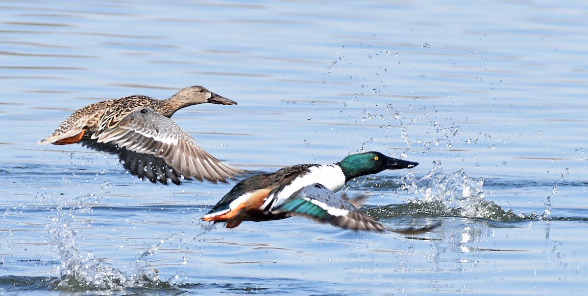 Northern Shoveler - Steven Mlodinow