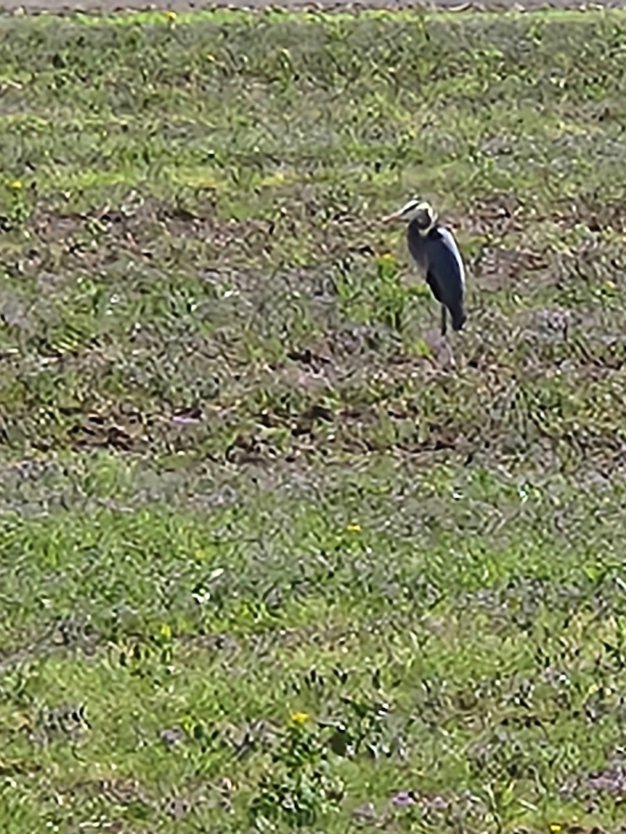 Great Blue Heron (Great Blue) - Jarod Hitchings