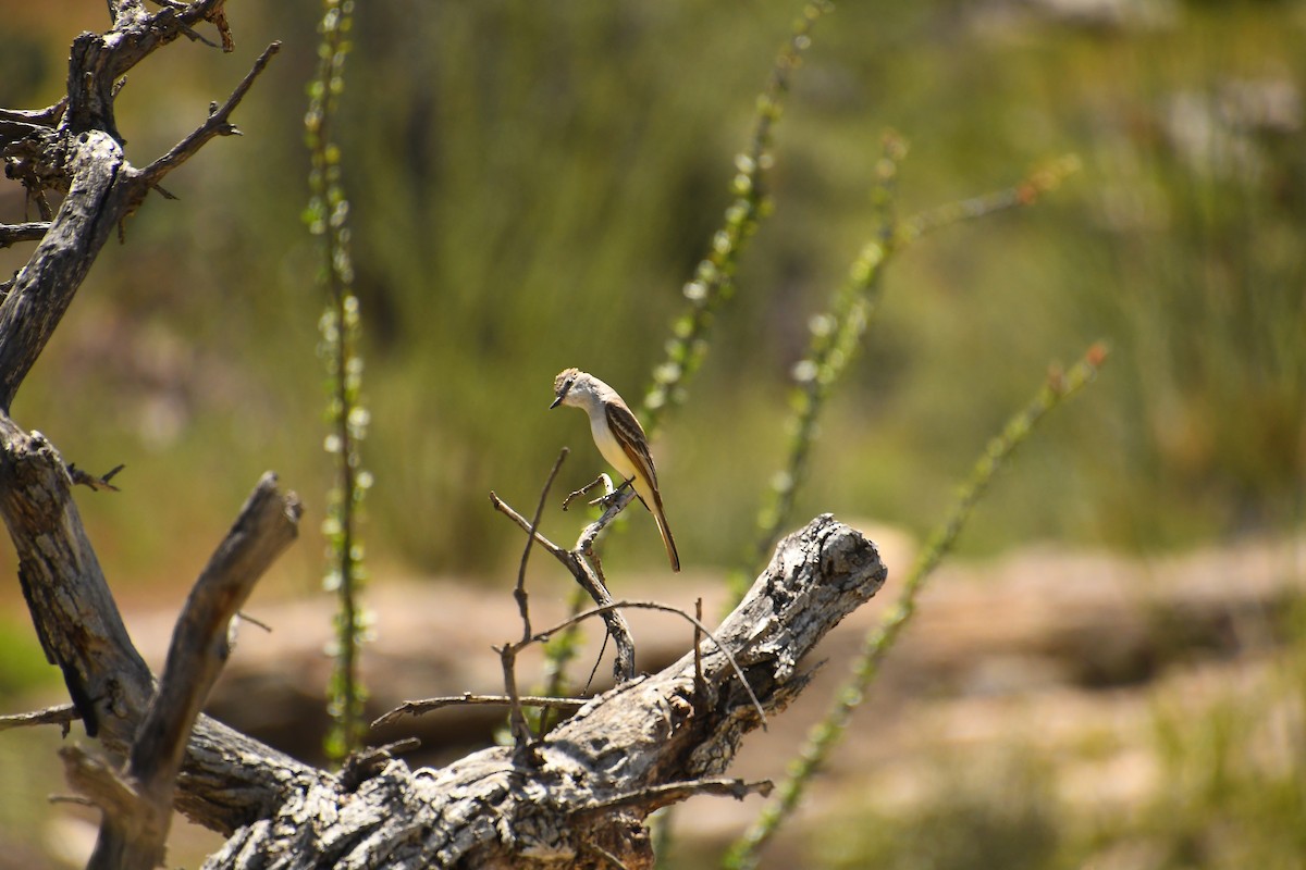 Brown-crested Flycatcher - ML617752214